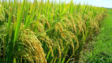 Chuyện của hạt lúa gieo vào lòng đất