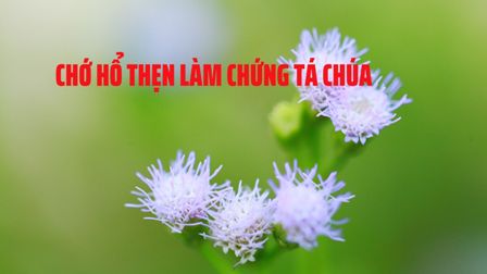 Chớ hổ thẹn làm chứng tá Chúa