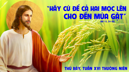 Suy niệm Tin mừng thứ Bảy tuần XVI Thường niên (Mt 13, 24-30)